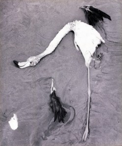 Lucien Clergue. Flamant mort dans les sables, Camargue, 1956. Arles, musée Réattu